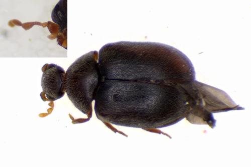 Dorcatoma flavicornis